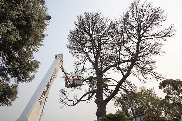 The Monterrey Pine at 290 Walsh Street being felled. Photo: John Gollings