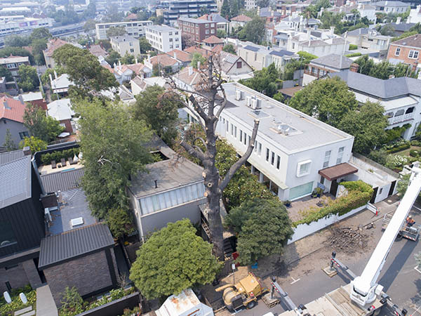 The Monterrey Pine at 290 Walsh Street being felled. Photo: John Gollings