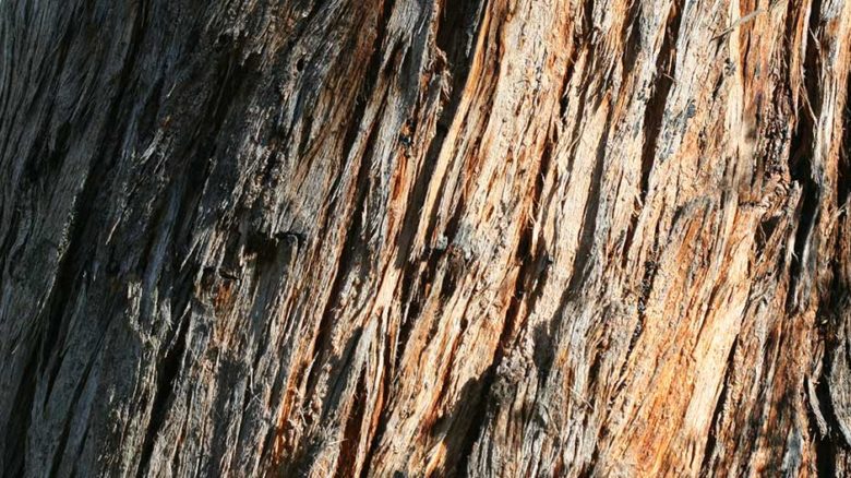 Messmate Stringbark, Eucalyptus obliqua significant trees