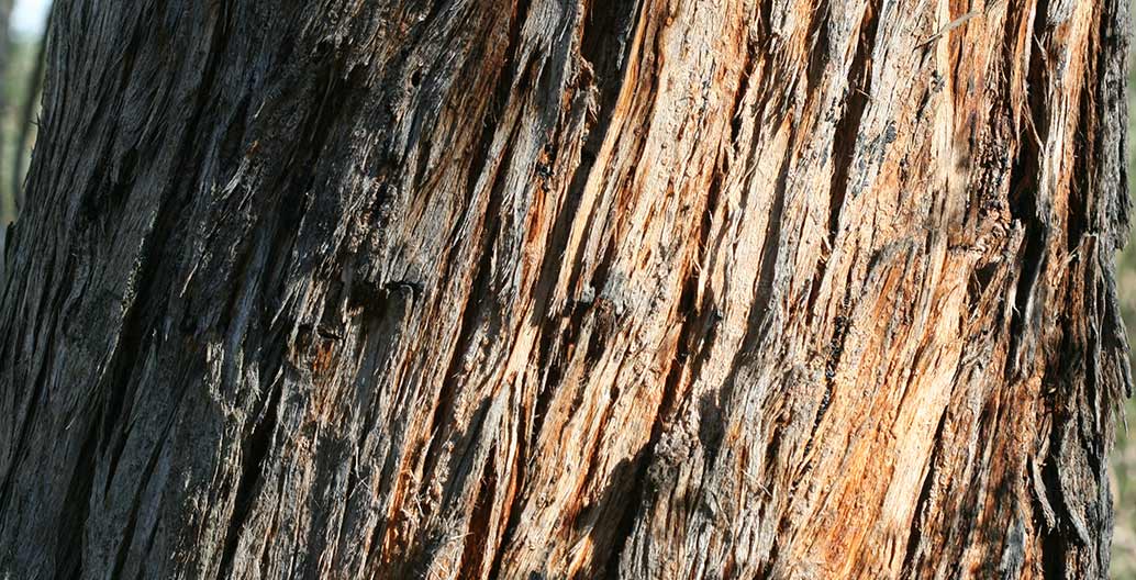 Messmate Stringbark, Eucalyptus obliqua significant trees