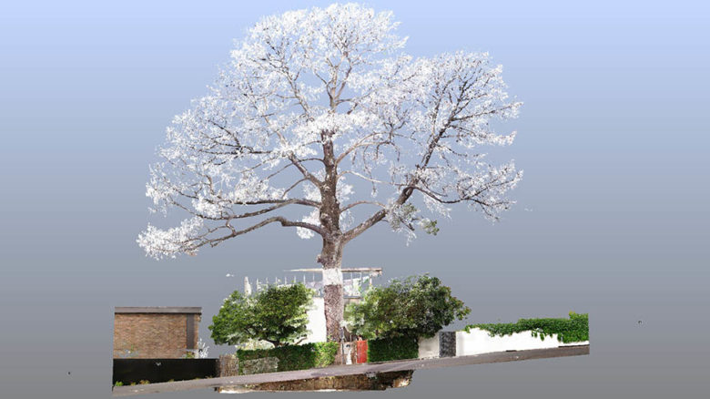 Point cloud scan of the Monterrey Pine at Boyd's house at 290 Walsh Street. Image: Yazid Ninsalam