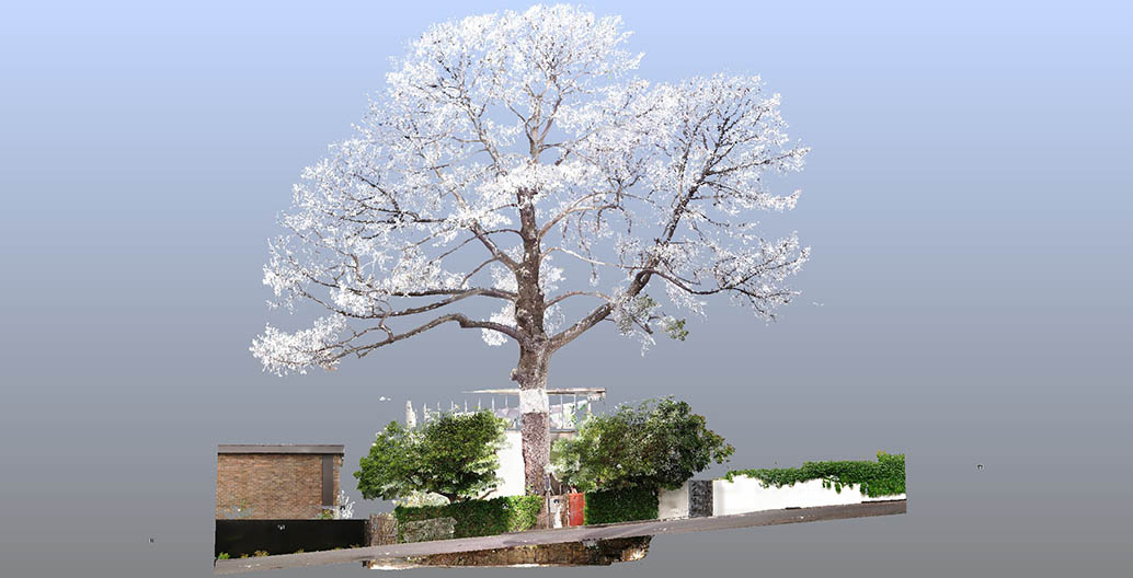 Point cloud scan of the Monterrey Pine at Boyd's house at 290 Walsh Street. Image: Yazid Ninsalam