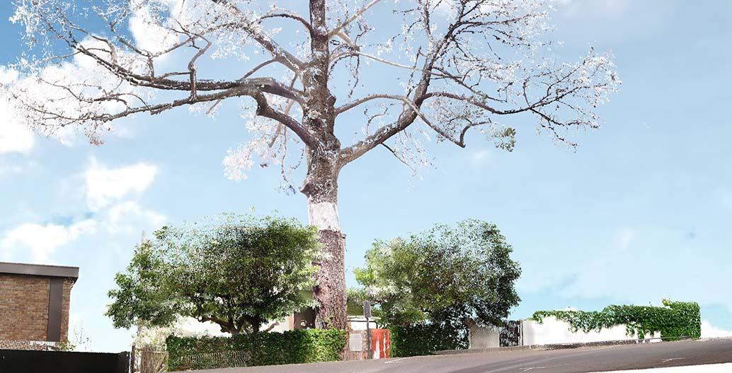 Point cloud scan of the Monterrey Pine at Boyd's house at 290 Walsh Street. Image: Yazid Ninsalam