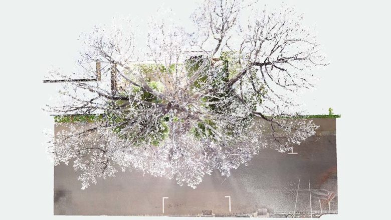 Point cloud scan of the Monterrey Pine at Boyd's house at 290 Walsh Street. Image: Yazid Ninsalam