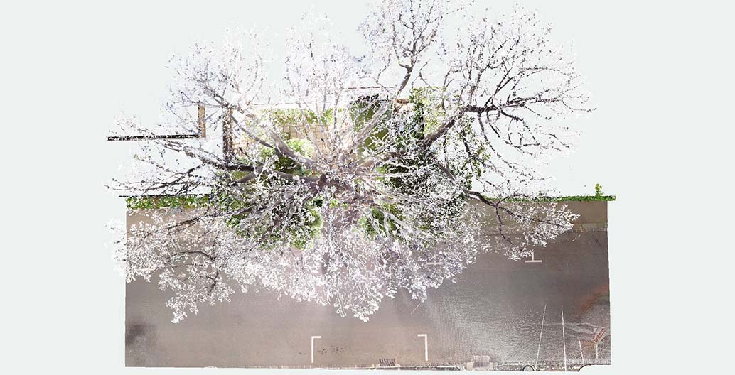 Point cloud scan of the Monterrey Pine at Boyd's house at 290 Walsh Street. Image: Yazid Ninsalam