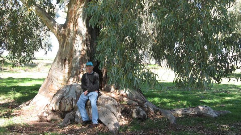 Dr Moore's view looks out across 400-year old river red gums in Burbank Park in Keilor. Image: supplied