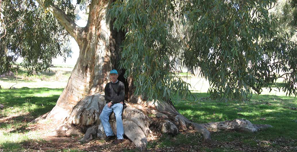 Dr Moore's view looks out across 400-year old river red gums in Burbank Park in Keilor. Image: supplied