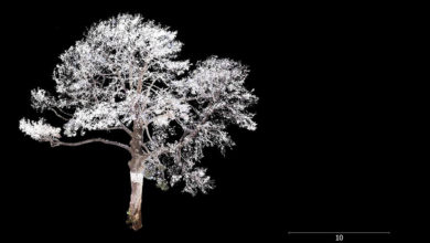 Point cloud scan of the significant tree at Robin Boyd's 290 Walsh Street house. Image: Yazid Ninsalam