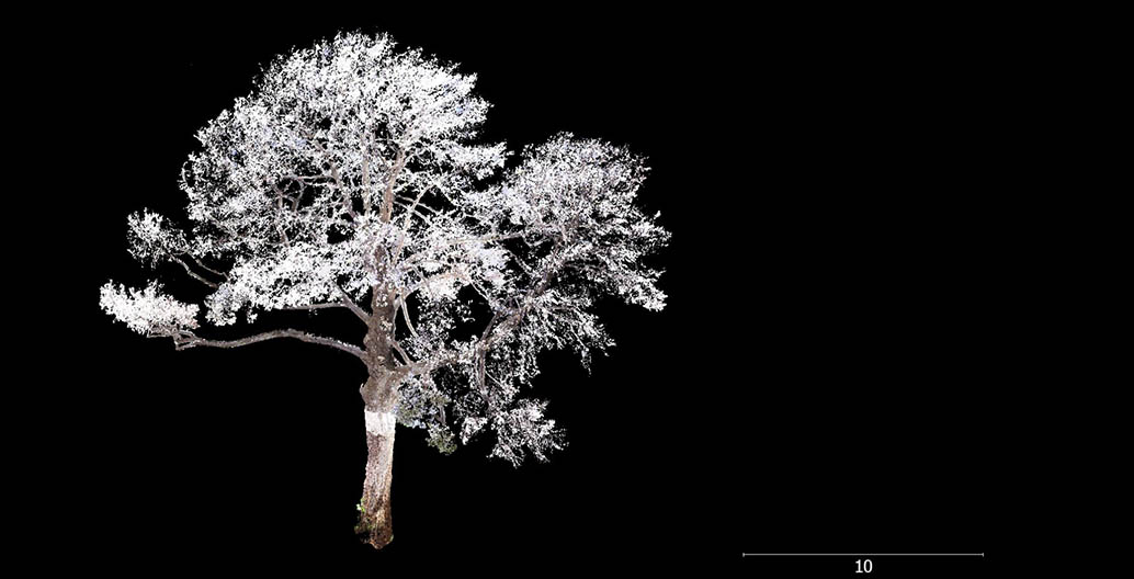 Point cloud scan of the significant tree at Robin Boyd's 290 Walsh Street house. Image: Yazid Ninsalam