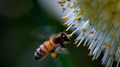 “As Jennifer Wolch describes, urban growth affects both non-urban wildlife and the ecologies of animal life in the city itself.” Image: Rod Waddington