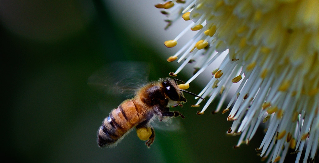 Bee on flower. Image: Rod Waddington