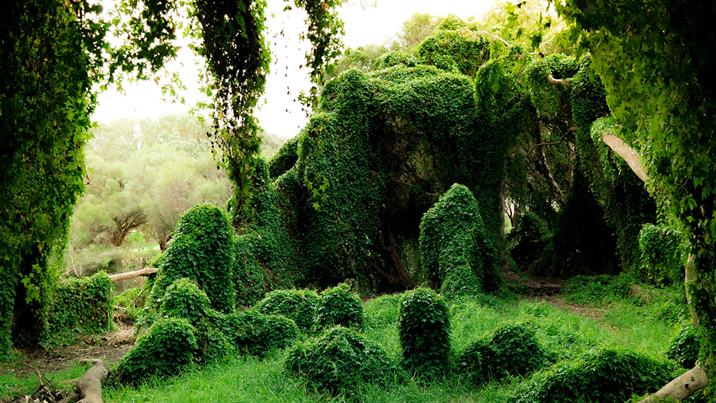 The Gwelup Secret Garden in Perth could soon become a protected weedscape. Photo: Harry Cunningham