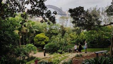 Wendy Whiteley's secret garden in Sydney. Thanks to Sydney Museums, it can be enjoyed virtually through an online video. Image: Wikimedia Commons