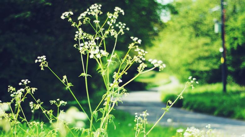 Wild weeds get a bad rap but they provide excellent resources for native bees, butterflies and birds if left unattended. Image: Hello I'm Nik