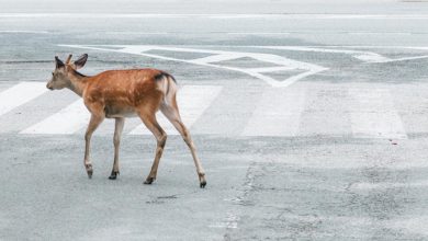 Wildlife around the world over are creeping back into cities deserted due to COVID-19. Image: Jie Huang