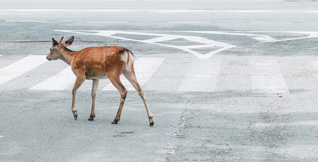 Wildlife around the world over are creeping back into cities deserted due to COVID-19. Image: Jie Huang