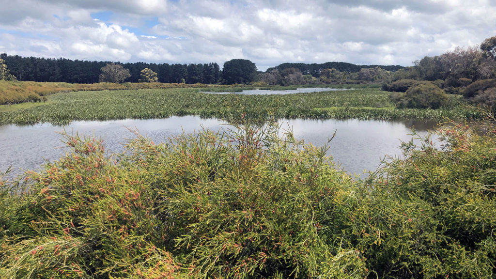 The thriving, regenerated wetland at the Fentons' farm, Lanark.