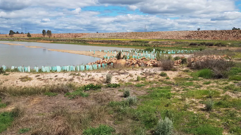 New trees planted as part of the Winton Wetland revegetation during dry periods. Image: Lance Lloyd,