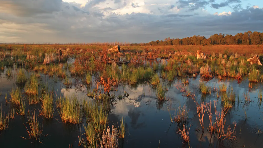 Restoring A Gem In The Murray Darling Basin The Success Story Of The Winton Wetlands 