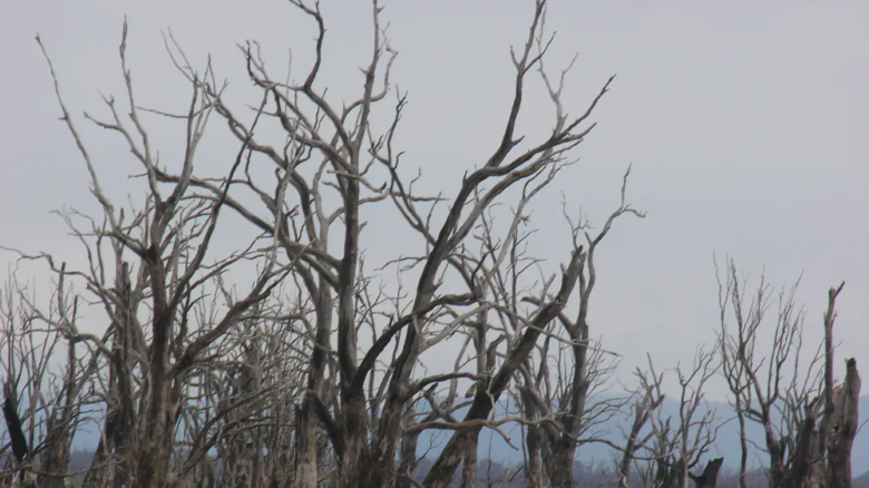 River red gum trees died following inundation after the dam was built. Image: Max Finlayson