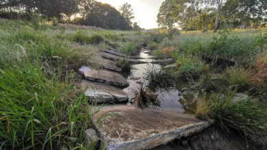 Landscapology and Bligh Tanner has transformed a drain into a living waterway at Small Creek, Ipswich. Image: Alan Hoban