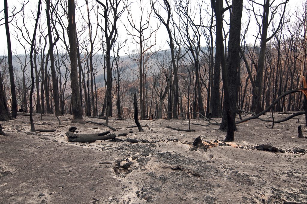 Kinglake National Park after the Black Saturday bush fires in 2009. Photo: Nick Pitsas