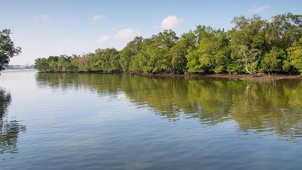 Mangroves in Sungei Buloh Nature Park, Singapore