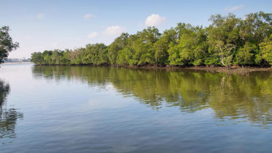 Mangroves in Sungei Buloh Nature Park, Singapore