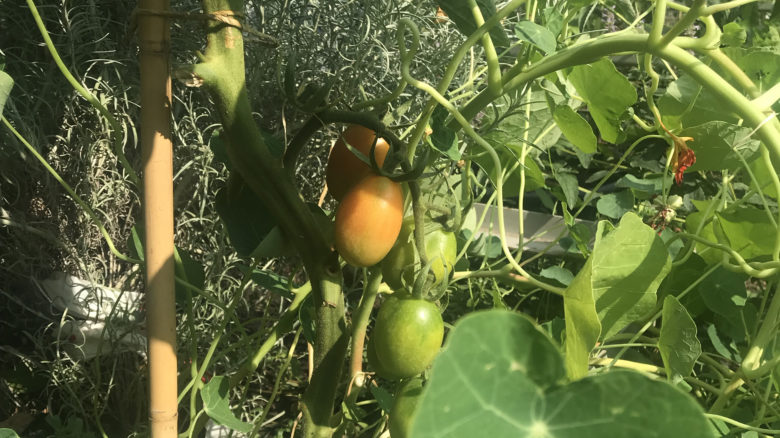 Tomatoes growing in Holzmarkt community garden. Image: the author