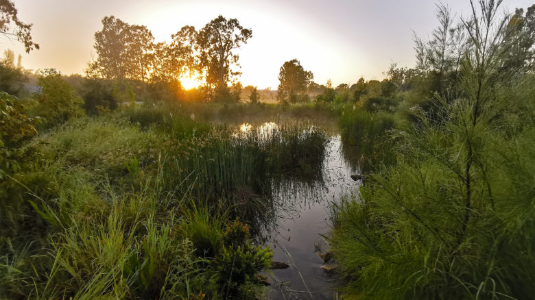 Small Creek Naturalisation - Stages 1 and 2—Landscapology and Bligh Tanner. Image: Alan Hoban