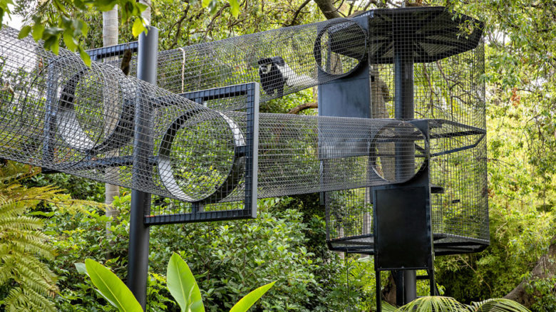 The tunnel replicates routes traveled by the monkeys in their natural forest habitats.