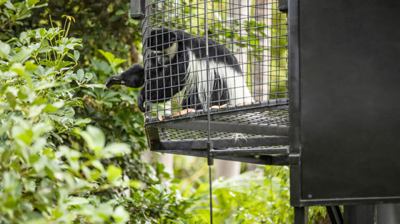 Adelaide Zoo is home to three Black-and-White Colobus monkeys.