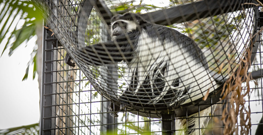 Landscape architecture sometimes produces unexpected projects. Adelaide-based Wax have recently upgraded a monkey habitat at Adelaide Zoo. Image: Dan Schultz Sweetlime Photo