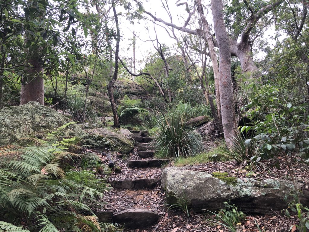 Walking track in Keep Reserve below The Rampart, Castlecrag, 2020. It is part of a very extensive network of walking tracks that connect a wide range of vegetation types ranging from bushland with Angophoras to Coachwood forest and fern-lined gullies. Photo Adrienne Kabos