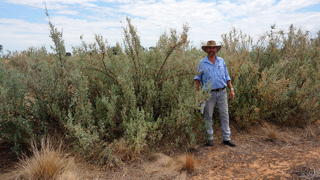 Ray Thompson standing with regenerated saltbush. Photo: Cameron Muir