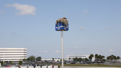 Birds nesting in a carpark. Image: DLR, CC-BY