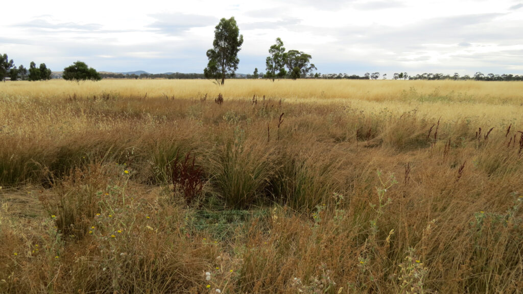 The greenfield site of the proposed Harkness cemetery, on western fringe of Melbourne's suburbs. Image: Hamish Coates