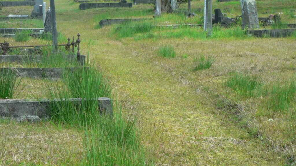 Water creates variation in the vegetation in Waikumete Cemetery, Auckland.