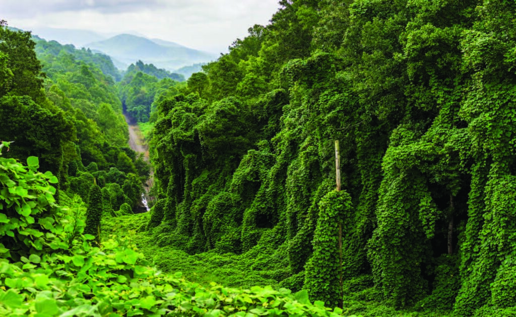 This kudzu patch in Asheville in western North Carolina, US, covers an eroded embankment with a broad mix of native and non-native species.