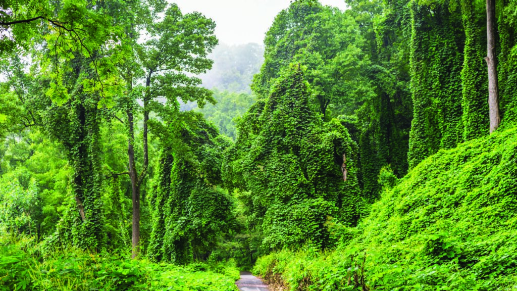 Kudzu in North Carolina, US.