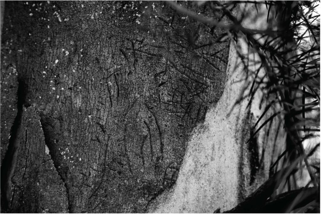 Possum writing on the driveway's grey gum. Credit: Penny Dunstan