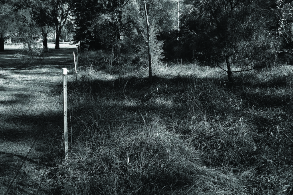 Contagious unmowing, aka the boundary fence, is carefully maintained so that the untidiness does not escape into the neighbour’s yard. Image: Penny Dunstan