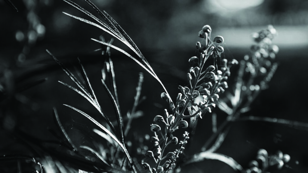 A tiny spider builds its web in the author's unmowed yard. Image: Penny Dunstan