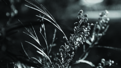 A tiny spider builds its web in the author's unmowed yard. Image: Penny Dunstan